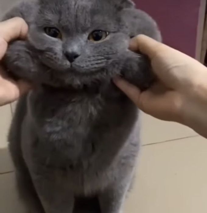 Britanskiy fold sotiladi