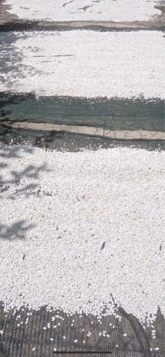 Домашеен пипер, боб