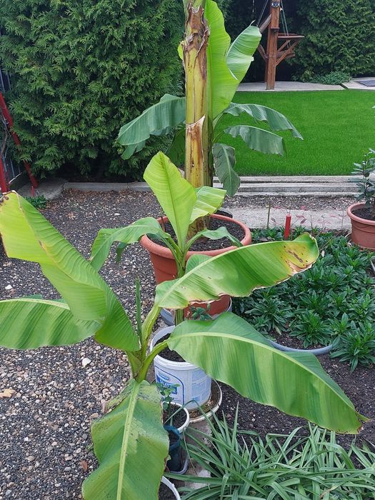 Bananieri , portocali