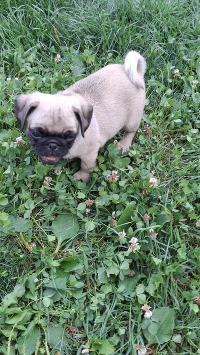 PUG MOPS .Transport in toata Ro