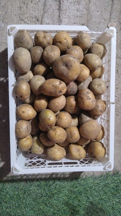 Продается семена картошки