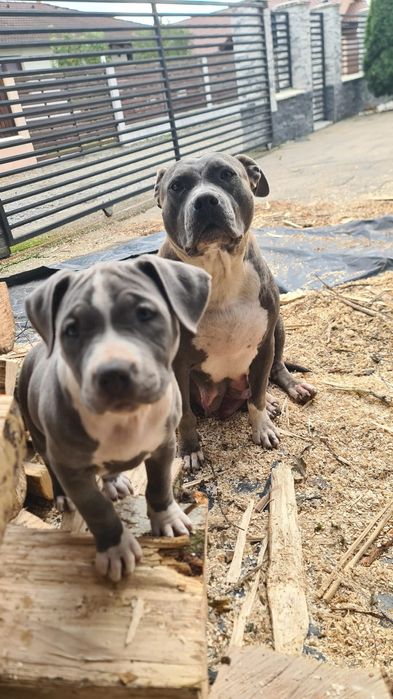 Femela Blue Amstaff 3 luni