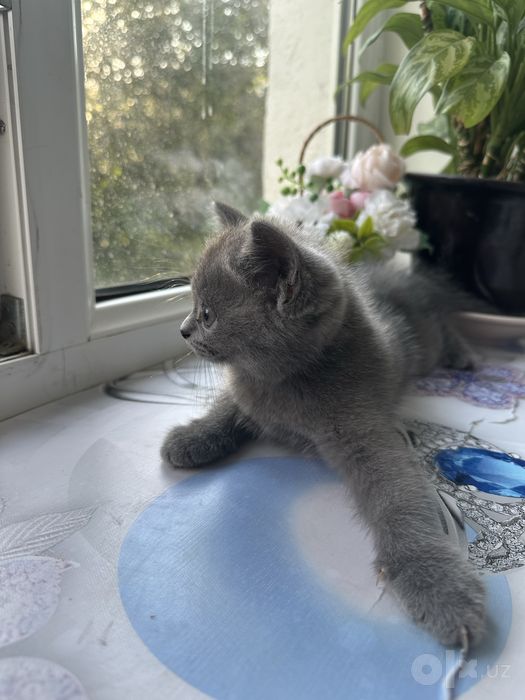 Продаются чистопородные котята Скоттиш-фолд и Скоттиш-страйт.