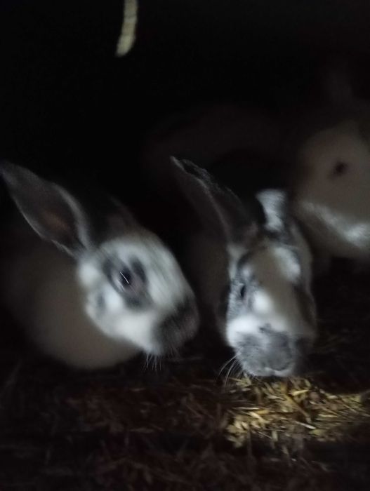 Продам кроликов!