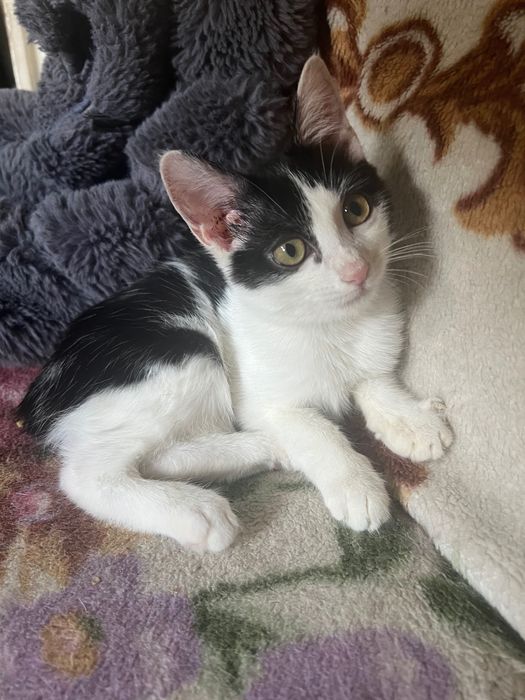 Отдам котенка-ласковую девочку