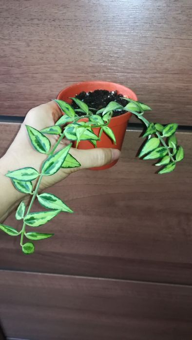 Хойя Белла Луис Буис