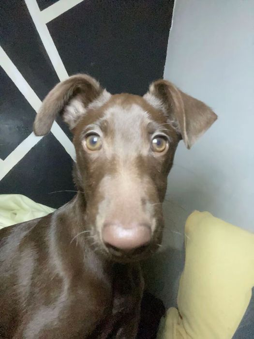 Помесь Лабрадора Ретривера