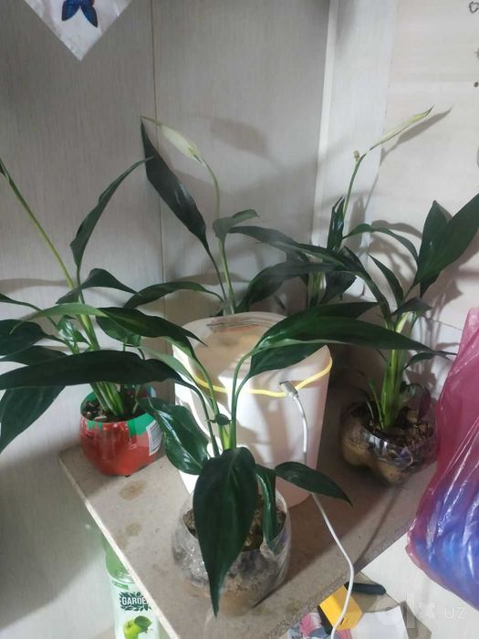 gul sotiladi Spatifillum Peace Lily ayol baxti
