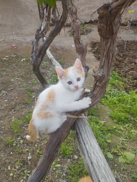 Мушуклар яхши колларга