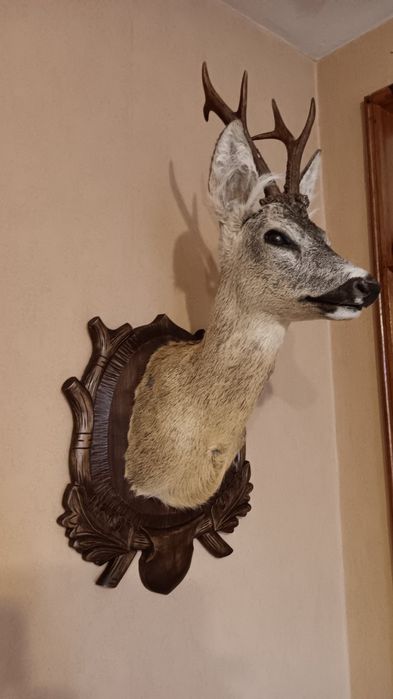 Препарирани сръндак 2бр.