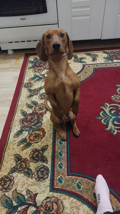 Мальчик для вязки