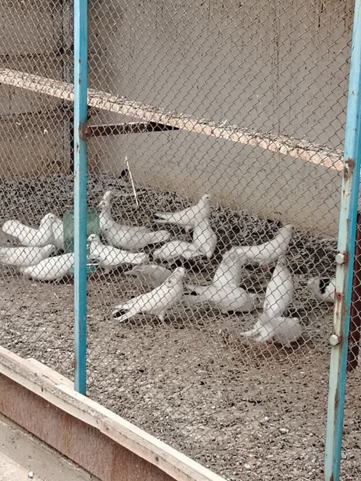 Широкохвостые бакинские голуби