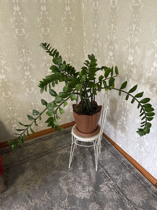 Замиокулькас (долларовое дерево) Усть-Каменогорск