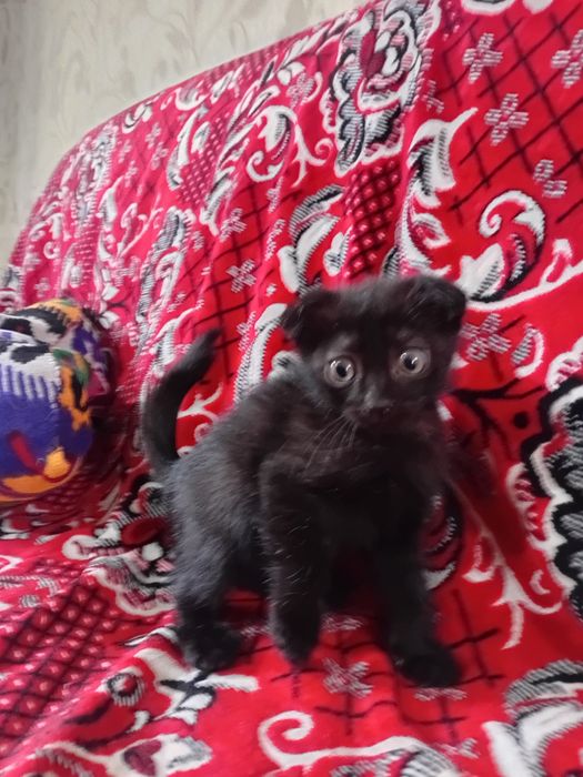 Ұл қара мысық тегін берем