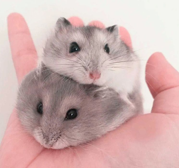 Джунгарский хомячки