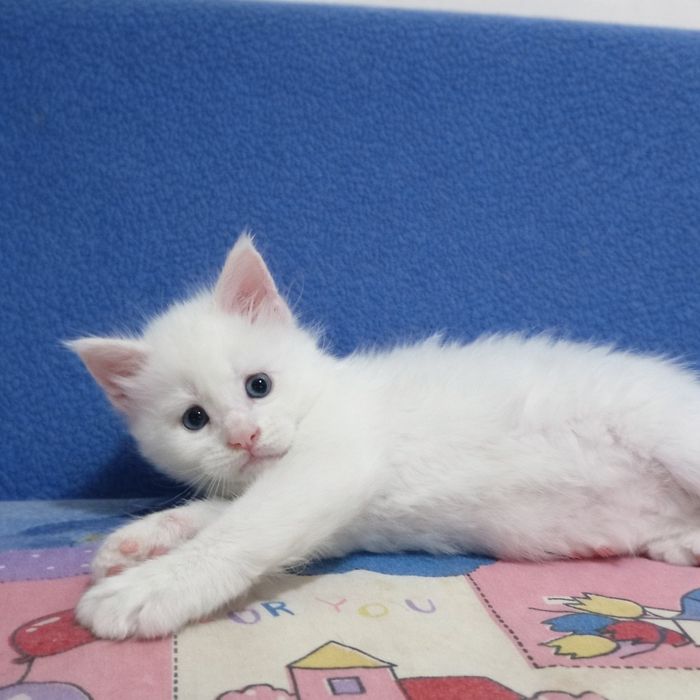 Котята Мейн Кун ( питомник)