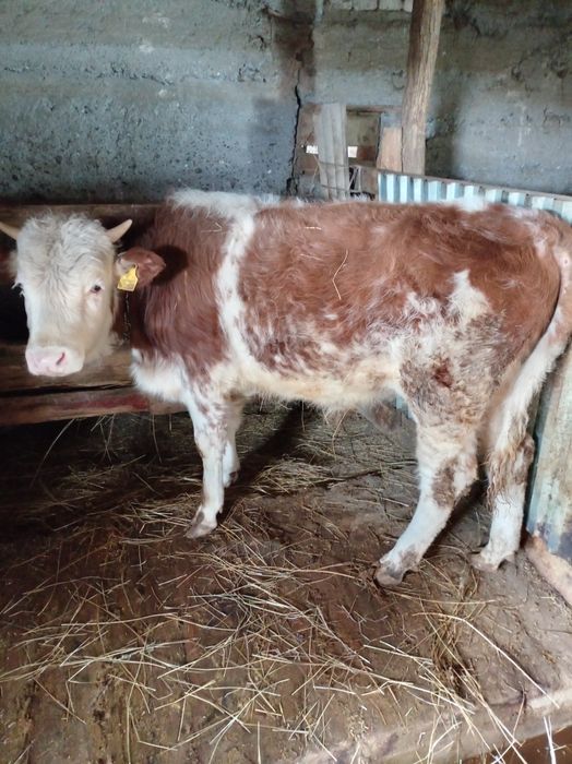 Бык АЛАБАЙ на откорме