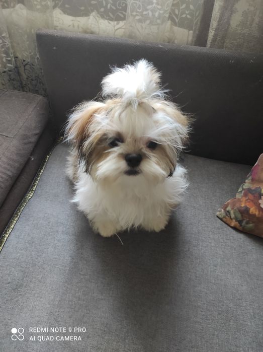 Подрощенные щенки Ши-Тцу