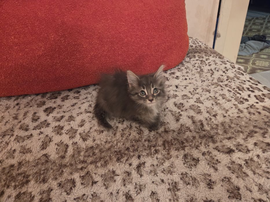 Котёнок бесплатно.