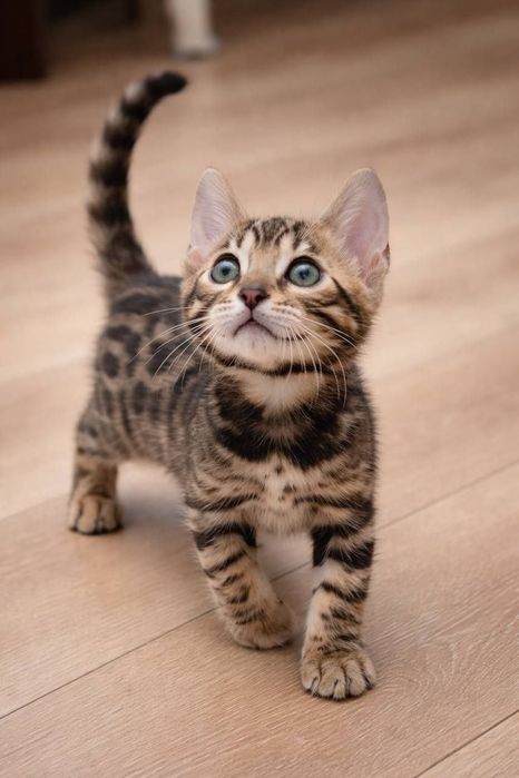 bengal mushuk бенгальский котик