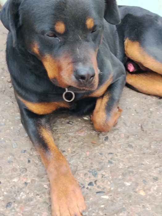 Сотилади Ратвелер