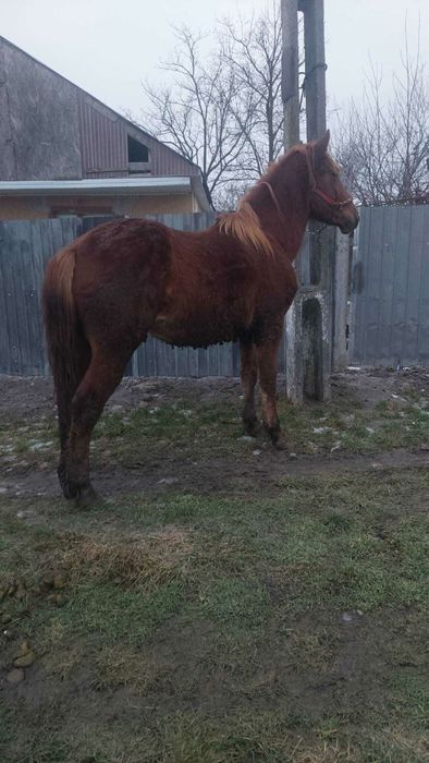 De vănzare mănz cu formă de un an !