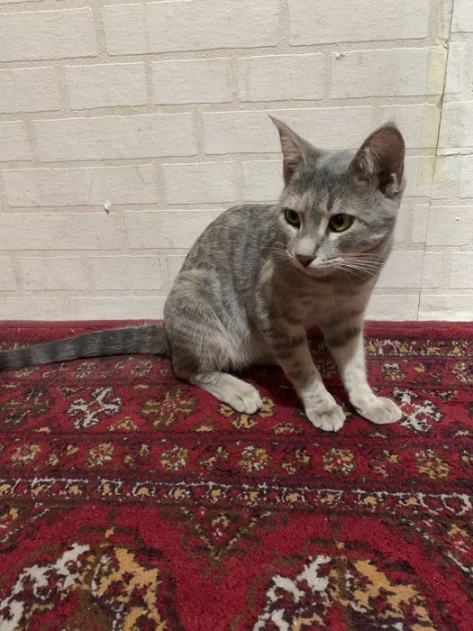 Britanskiy mushuk sotiladi