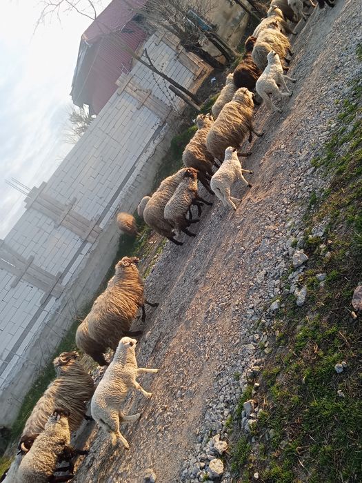 Oi fătate și grstante