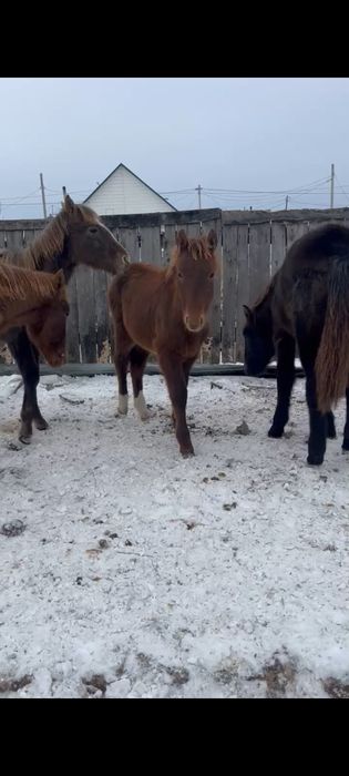 Продам жеребят.   .