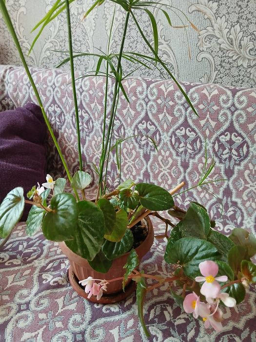 Цветы комнатные.