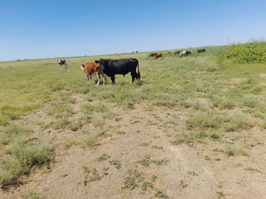 Ангус буха өгіз бык