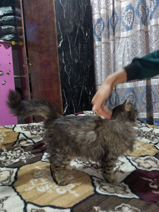 Hayland  zodli mushuk