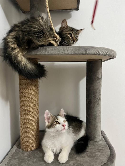 Отдам котят в хорошие руки