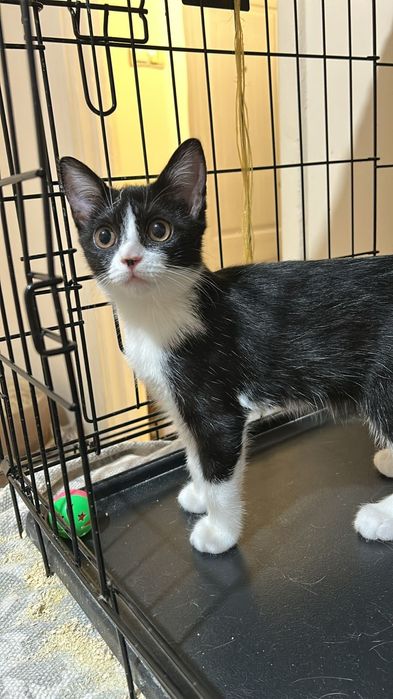 Отдам в дрбрые руки