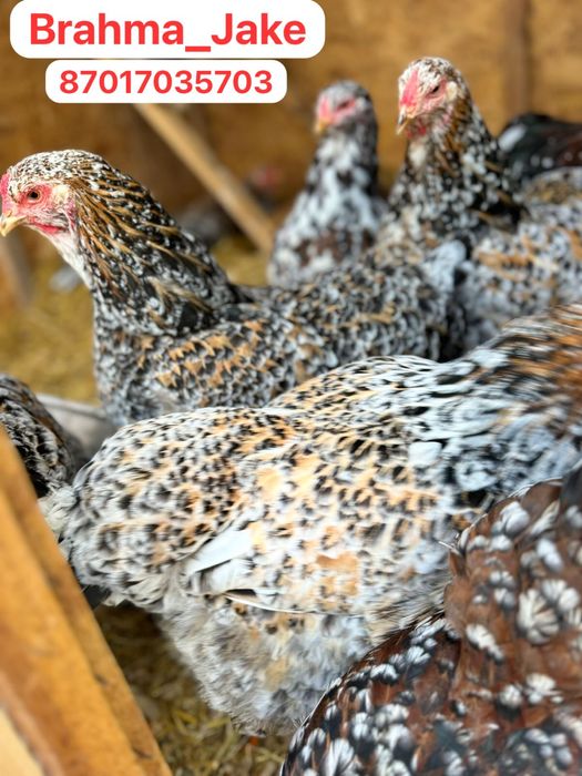 Брама Парцелян Яйцо