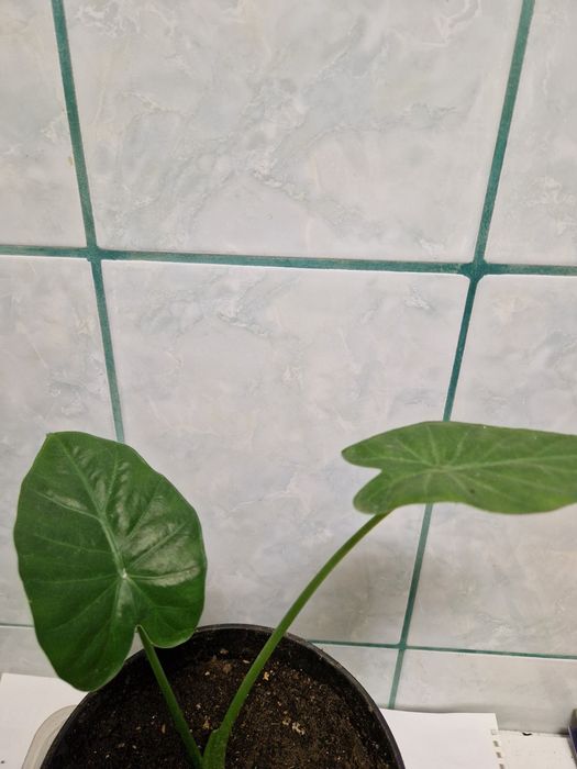 Plante pentru apartament pret mic