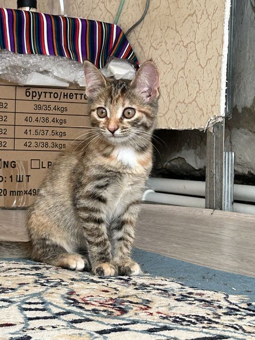 Отдаем 4 котят 3 девочки и 1 мальчик