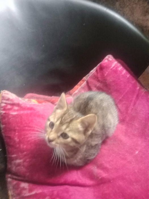 Отдам котят в добрые руки