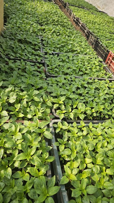 Răsaduri de legume, roșii, ardei, altele