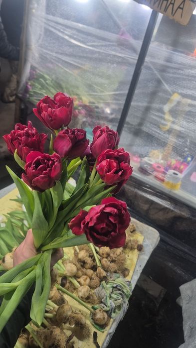 Тюльпаны голландские