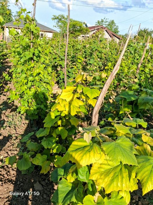 Teren intravilan 1500 m2, Sat Rasa, Comuna Grădiștea