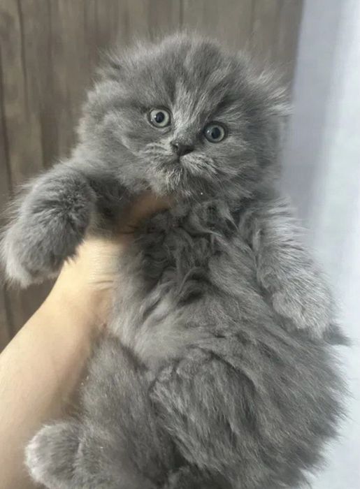 Скоттиш-фолд пушистый