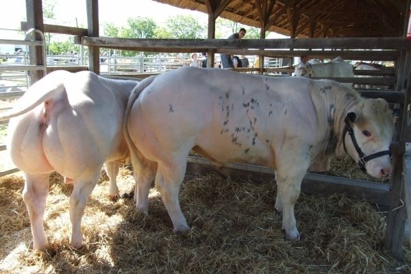 Furaje pentru vitei , miei , p0rci