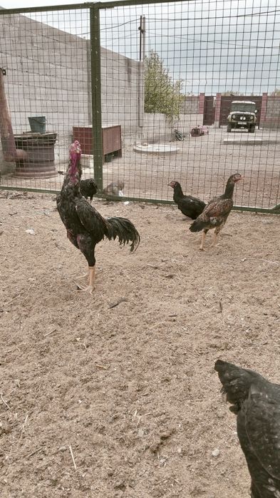 Яйца принимаю заказы