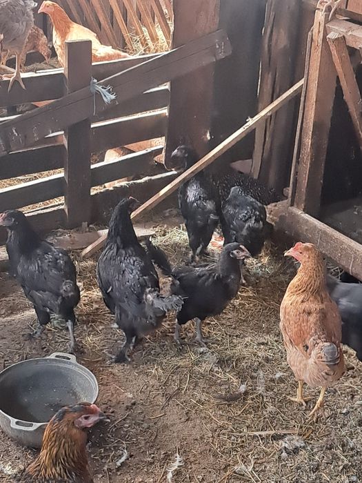Vând puicute rasa de oua