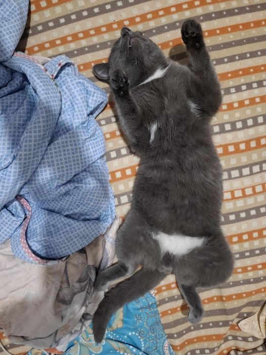 Отдам хороший руки кот