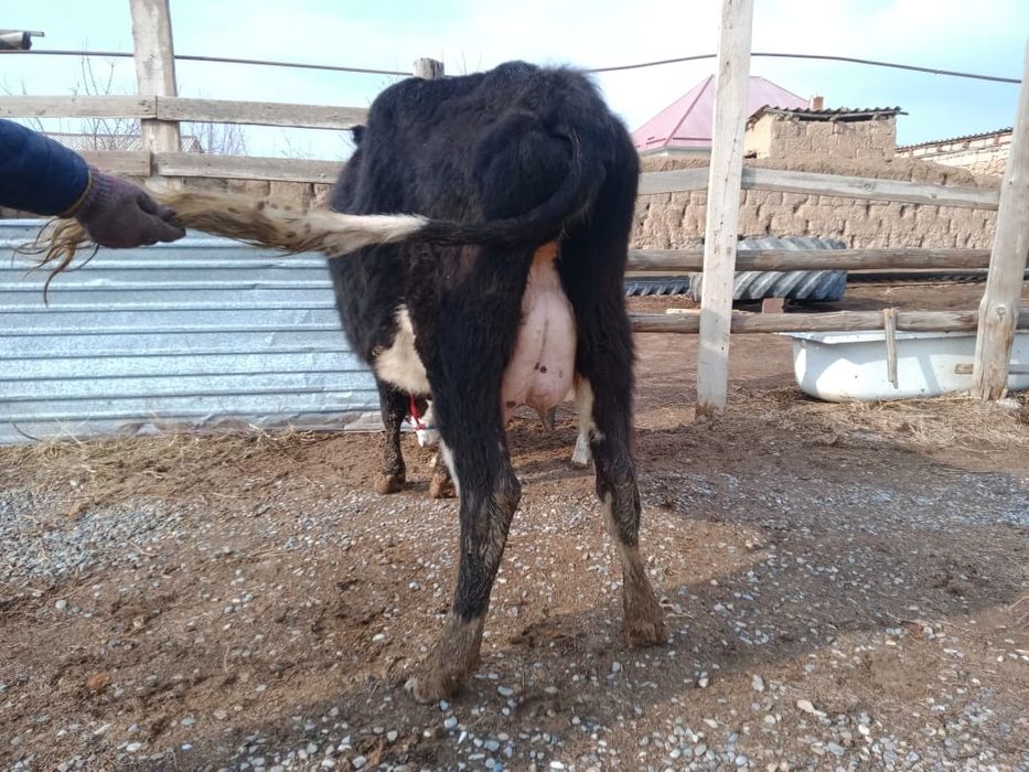 Бұзаулы сиыр сатылады.