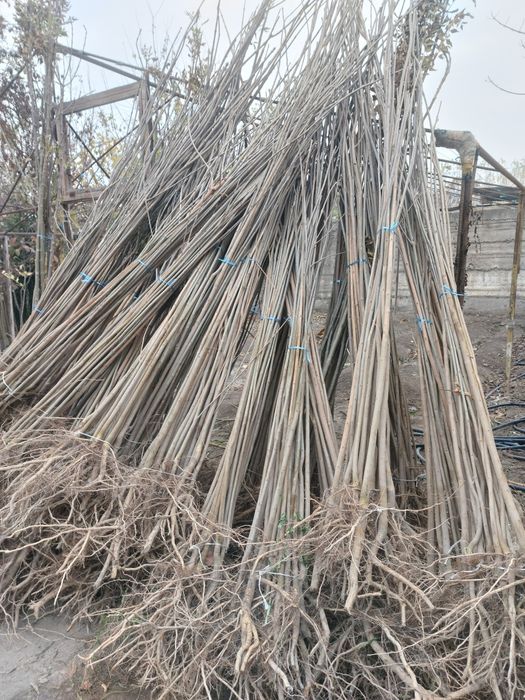 Акация Клён Yasin Katalpa sotiladi