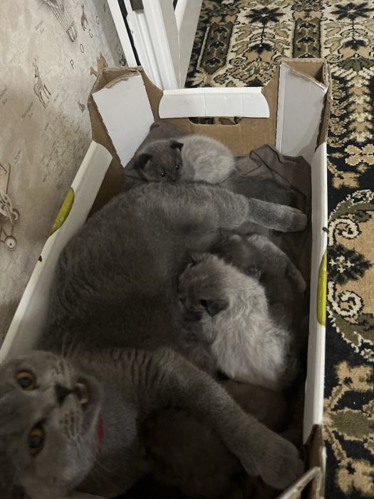 Котята британская парода