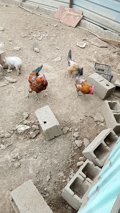 Продам годовалых петухоа